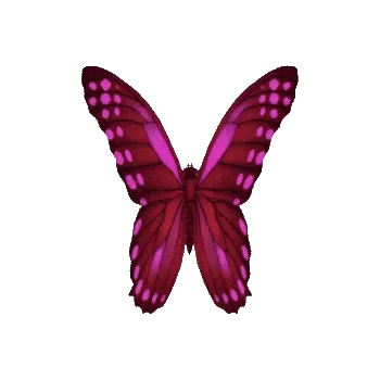 butterfly