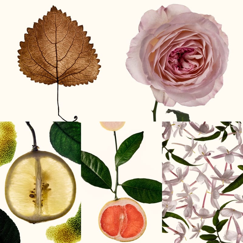 L'image des ingrédients CH Women comprend le patchouli, la rose, la bergamote, le pamplemousse et le jasmin